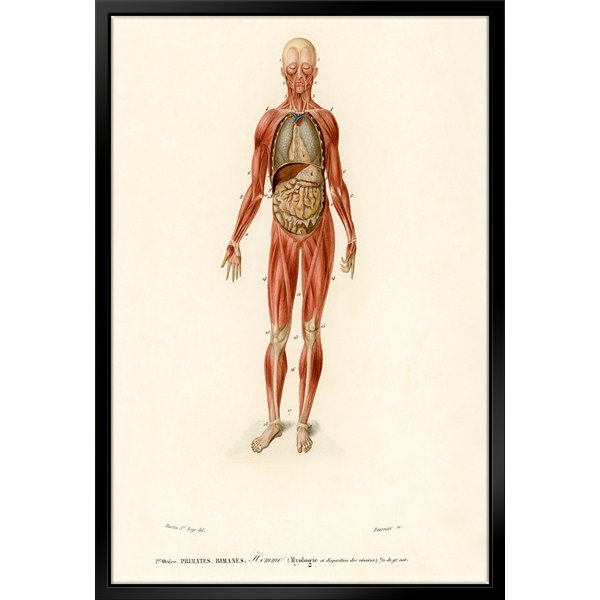 ATX Art Group LLC Human Body Framed On Canvas by Stanley Print House